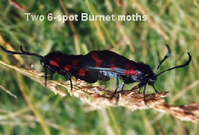 6-spot Burnet Moth
