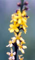AGRIMONY SEEDS (agrimonia eupatoria)