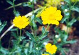 corn marigold