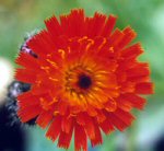 Fox and Cubs