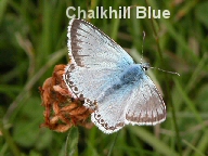 Chalkhill Blue butterfly