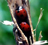 ladybirds