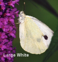 Large White butterfly