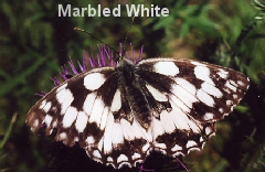 Marbled White butterfly