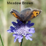 Meadow brown butterfly