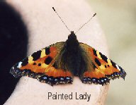 Painted Lady butterfly