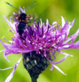Lesser Knapweed