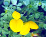 birds foot trefoil