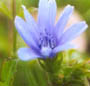 chicory