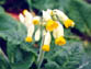 cowslip