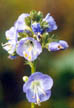 Jacob's Ladder