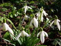 Snowdrops
