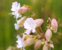 bladdercampion