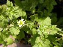 herb bennet