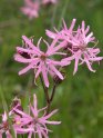 ragged robin