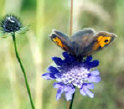 butterfly on Scabious