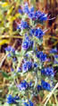 vipers bugloss