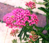 Yarrow Summer Pastels
