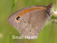 Small Heath butterfly