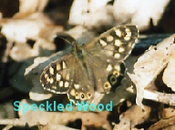 Speckled Wood butterfly