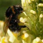 COLLECTION OF PLANTS TO ATTRACT BEES