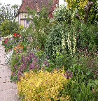A COLLECTION OF COTTAGE GARDEN PLANTS