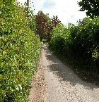 HEDGEROW COLLECTION